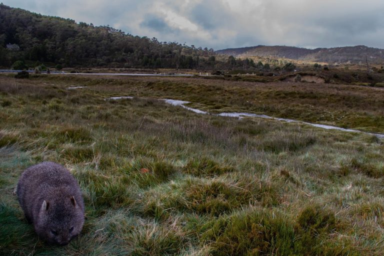 Wombat munching grass in Tasmania grasslands